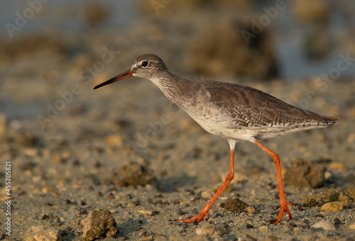 Redshank at Busiateen coast in the morning, Bahrain photo