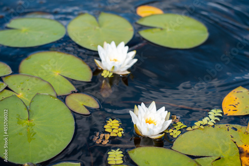 Two white bright lotus flowers in the river. Bright blooming lotus flowers