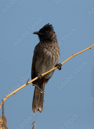 Red vented bulbul perched on acacia tree