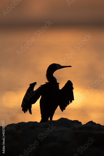 Silhouette of a Socotra cormorant during sunrise, Bahrain