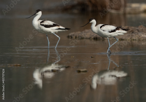 A pair of Pied Avocet with reflection on water at Asker marsh, Bahrain