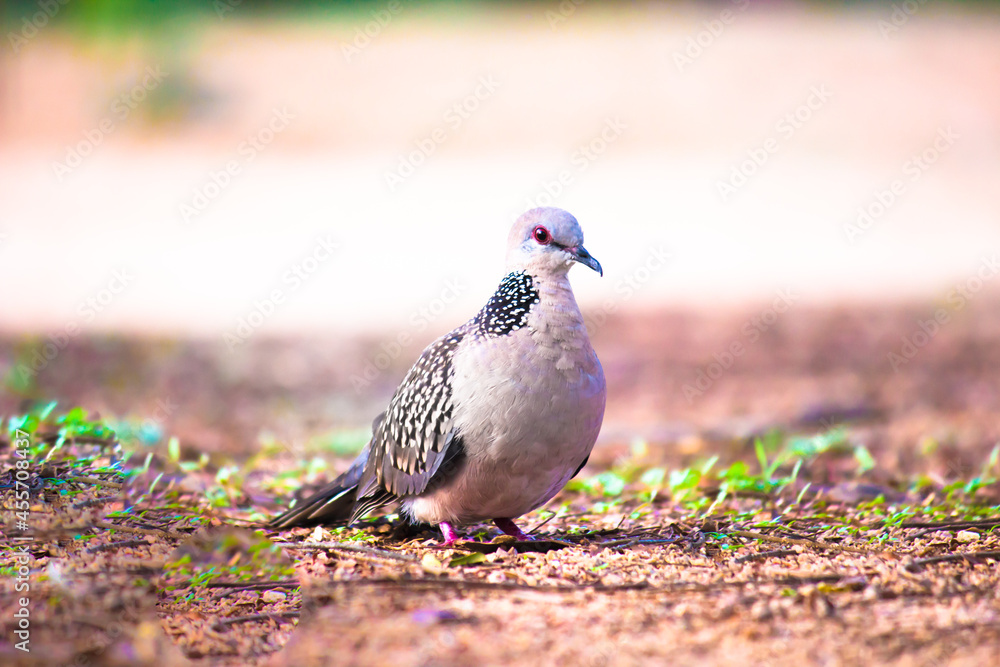 Obraz premium The oriental turtle dove or rufous turtle dove is a member of the bird family Columbidae -the doves and pigeons. The species has a wide native distribution range from Europe, east across Asia to Jap