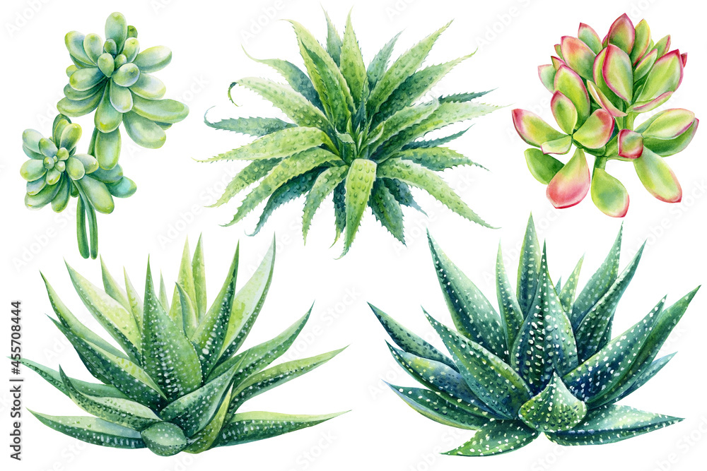 Obraz premium succulents, haworthia on isolated white background, watercolor illustration