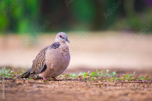 The oriental turtle dove or rufous turtle dove is a member of the bird family Columbidae -the doves and pigeons.  The species has a wide native distribution range from Europe, east across Asia to Jap
