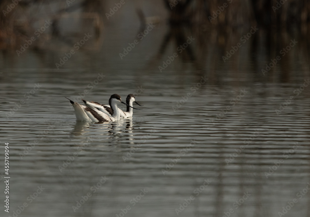 A pair of Pied Avocet swimming at Asker marsh, Bahrain