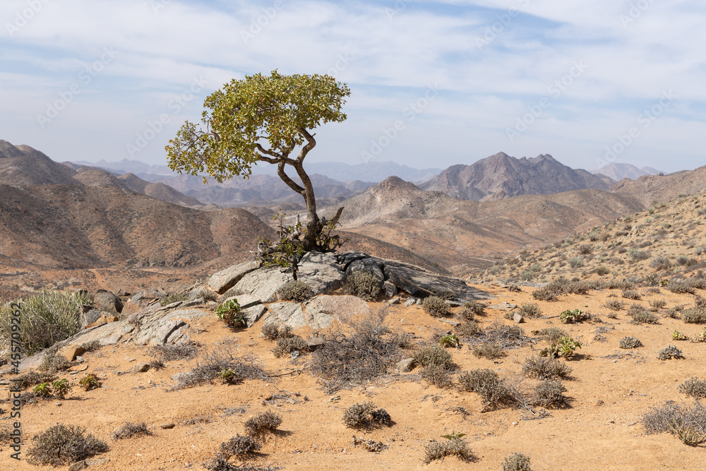 A lone tree in the Richtersveld National Park in South Africa