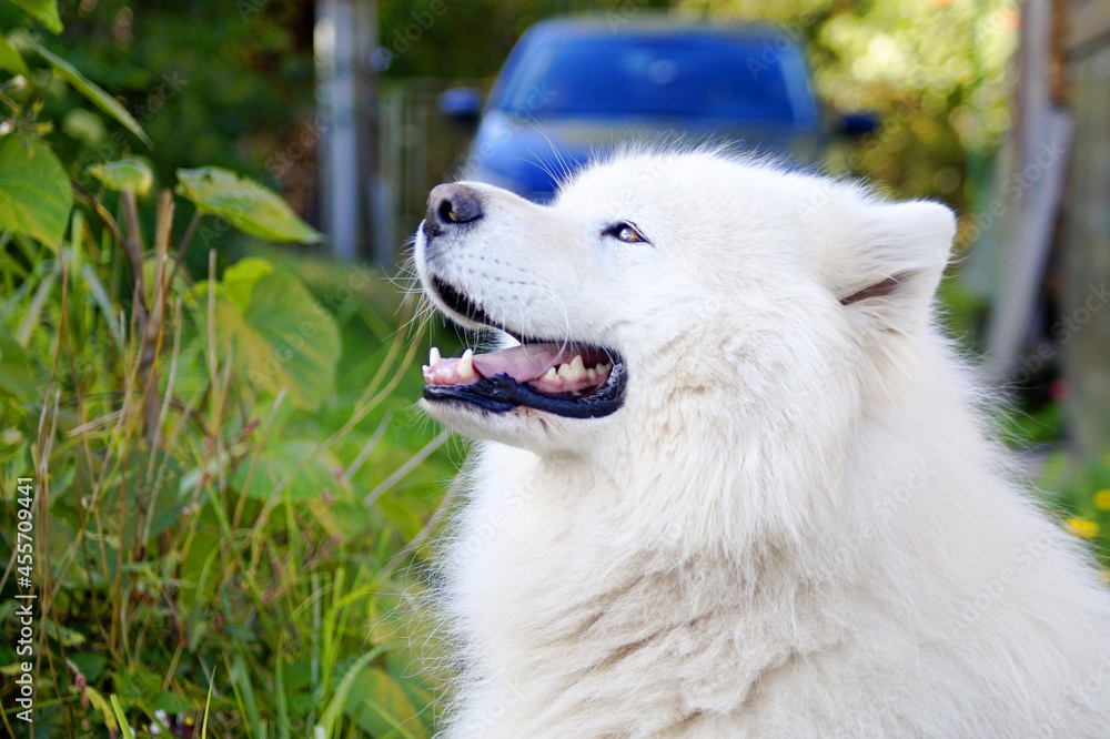 A Samoyed dog is sitting on the grass