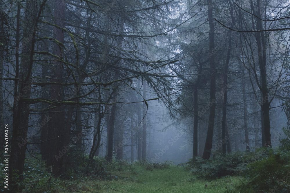 A spooky winter forest. On a foggy day