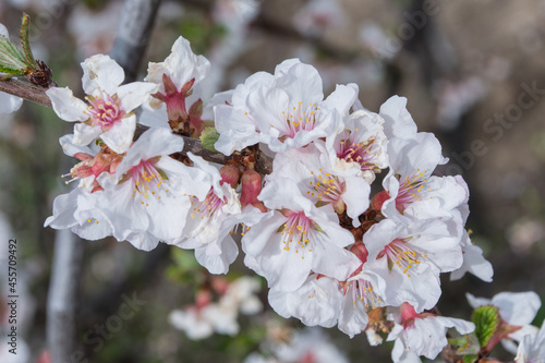 A blooming spring garden. Blooming cherry (Latin: Prunus tomentosa) close up. Small depth of field.