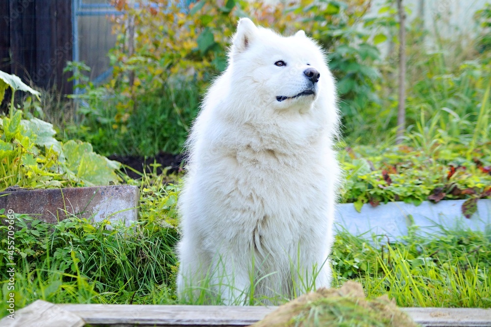 Obraz premium A Samoyed dog is sitting on the grass