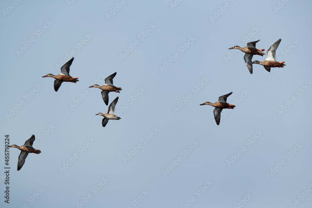 Northern Shovelers flying at Asker marsh, Bahrain Northern Shovelers flying at Asker marsh, Bahrain
