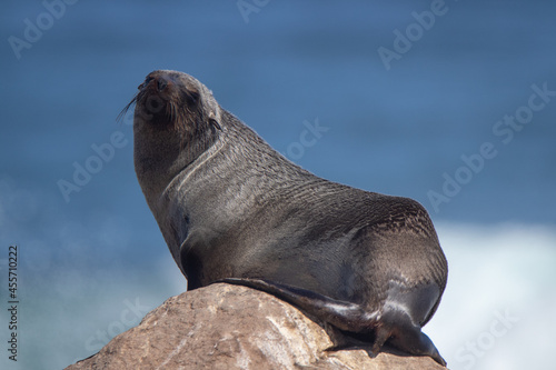 Fotografia Cape fur seal on the west coast of South Africa
