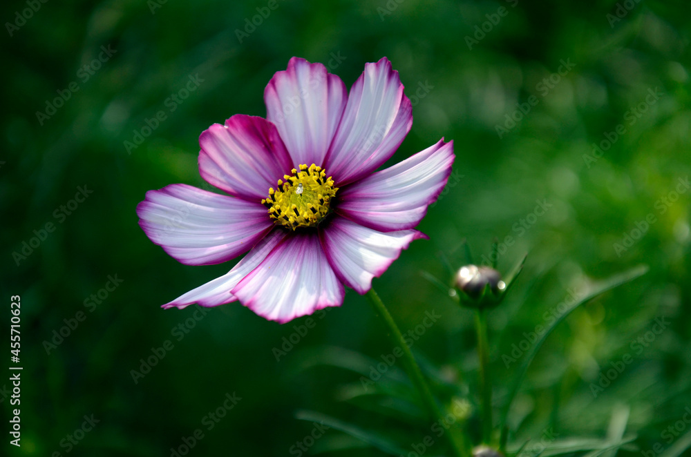 Fototapeta premium コスモス