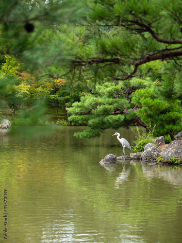 white bird in pond