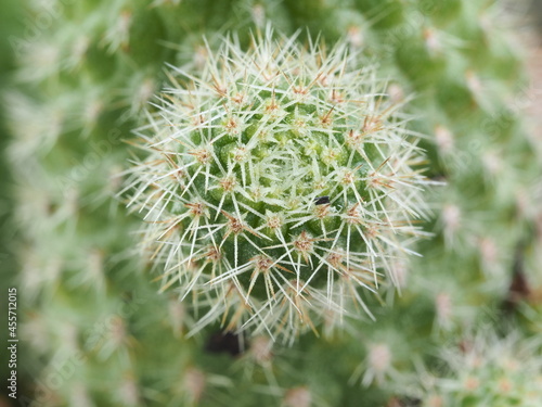 close-up shot of cactus