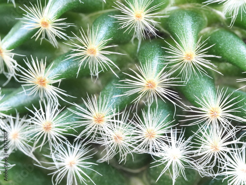 close-up shot of cactus