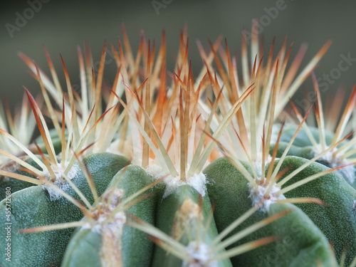 close-up shot of cactus