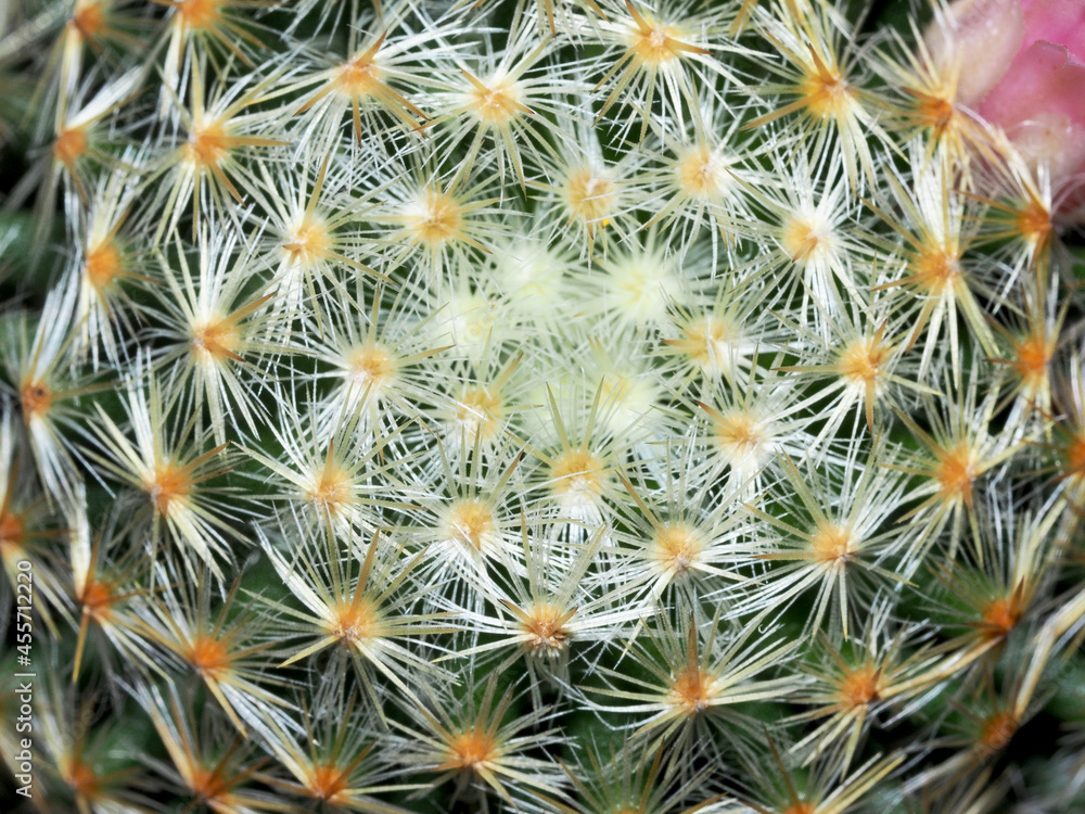close-up shot of cactus close-up shot of cactus