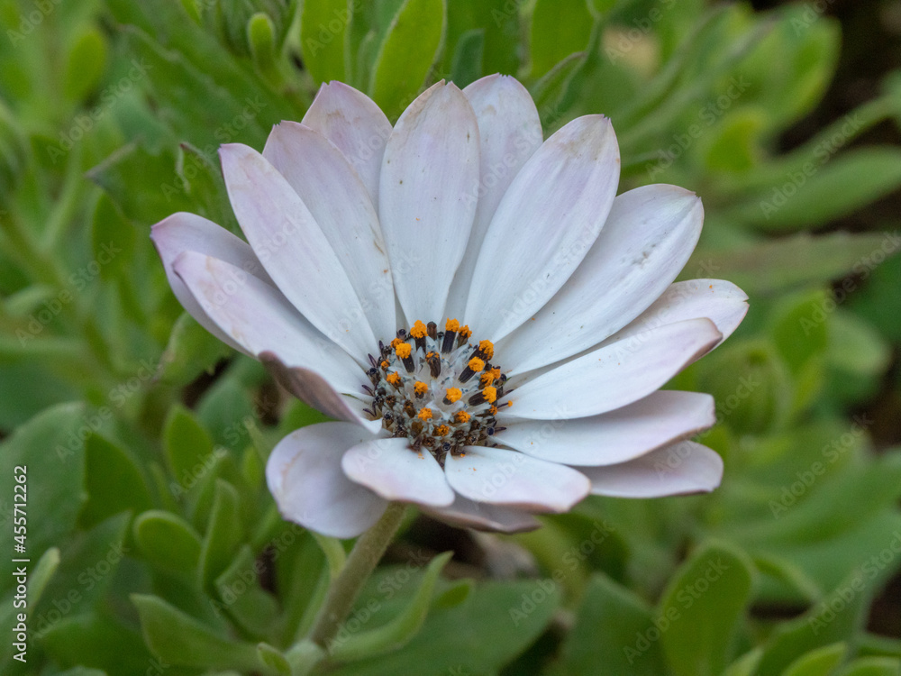 white flower white flower