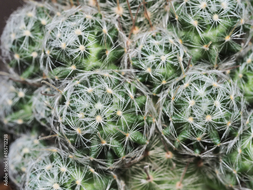 close-up shot of cactus