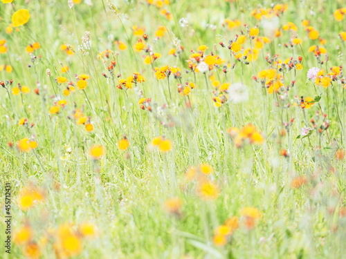 花畑 アドビストックのデザイン かべいろ Com おしゃれ壁紙リフォーム貼り替え インクジェット壁紙のかべいろ Com