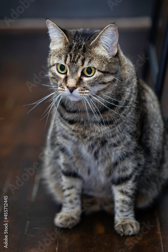 Sitting Green Eyed Tabby Cat with Long Whiskers