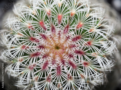 close-up shot of cactus
