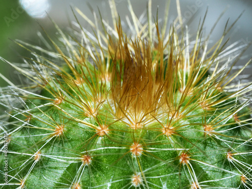 close-up shot of cactus