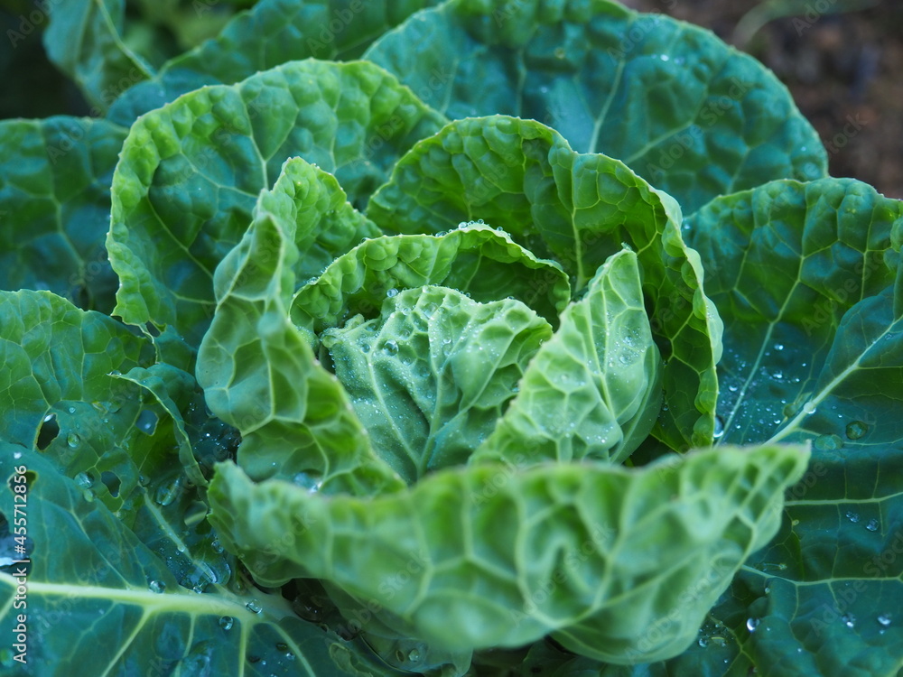 head of cabbage head of cabbage
