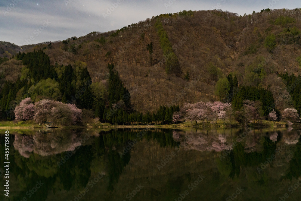 中綱湖　大山桜　満開