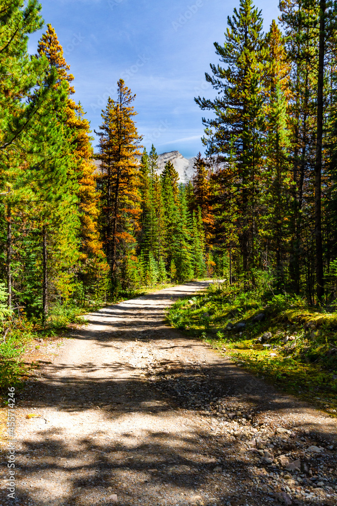 Fototapeta premium The Rocky Mountains background. Unpaved road through a color forest on a sunny day. Jasper National Park, Alberta, Canada