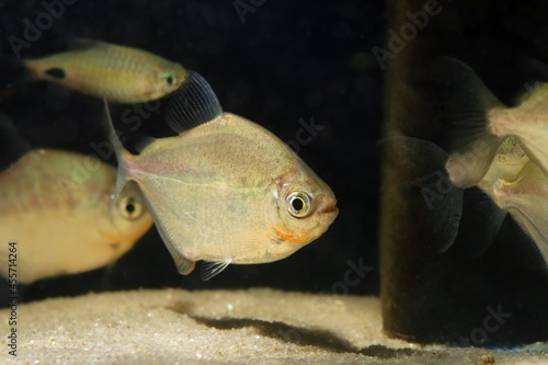 popular and hardy silver dollar serrasalmid, freshwater species, timid and frightful, endemic of Tapajos river basin in low light fish tank, understanding nature photo