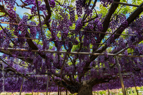 Wallpaper Mural あしかがフラワーパーク　藤の花　満開　夕暮れ Torontodigital.ca