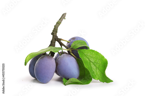 Cuadro en lienzo prune sur fond blanc, quetsche, prune bleu