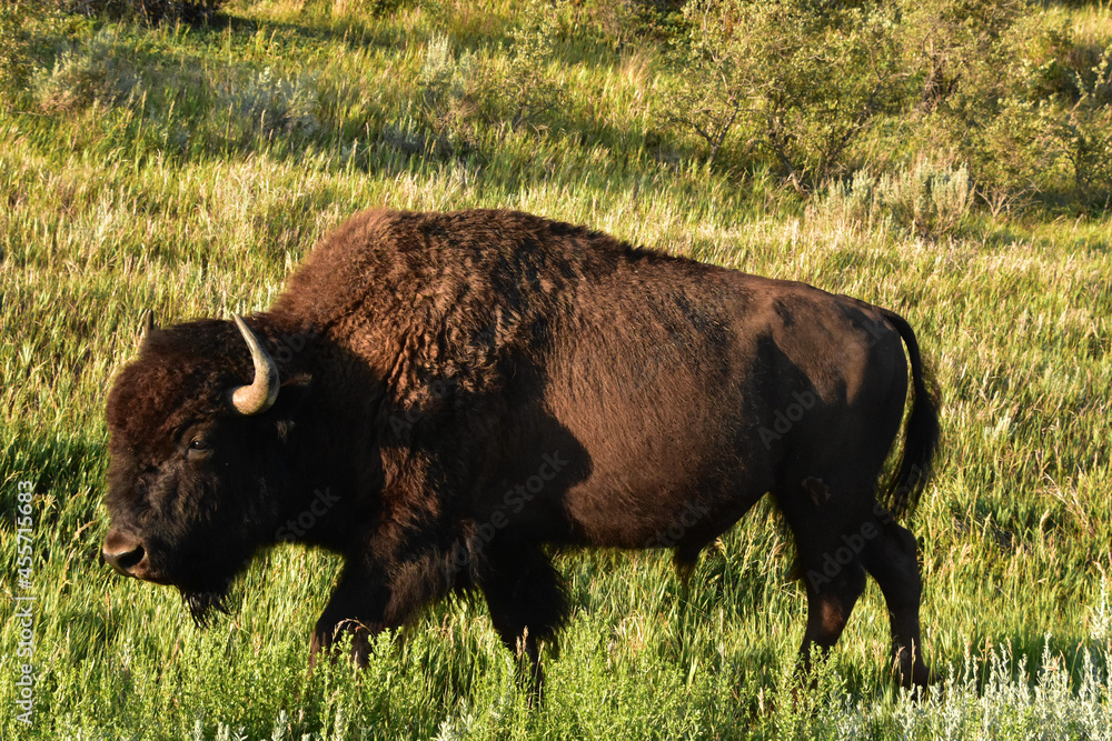 Side Profile of a Bison Walking Through a Field