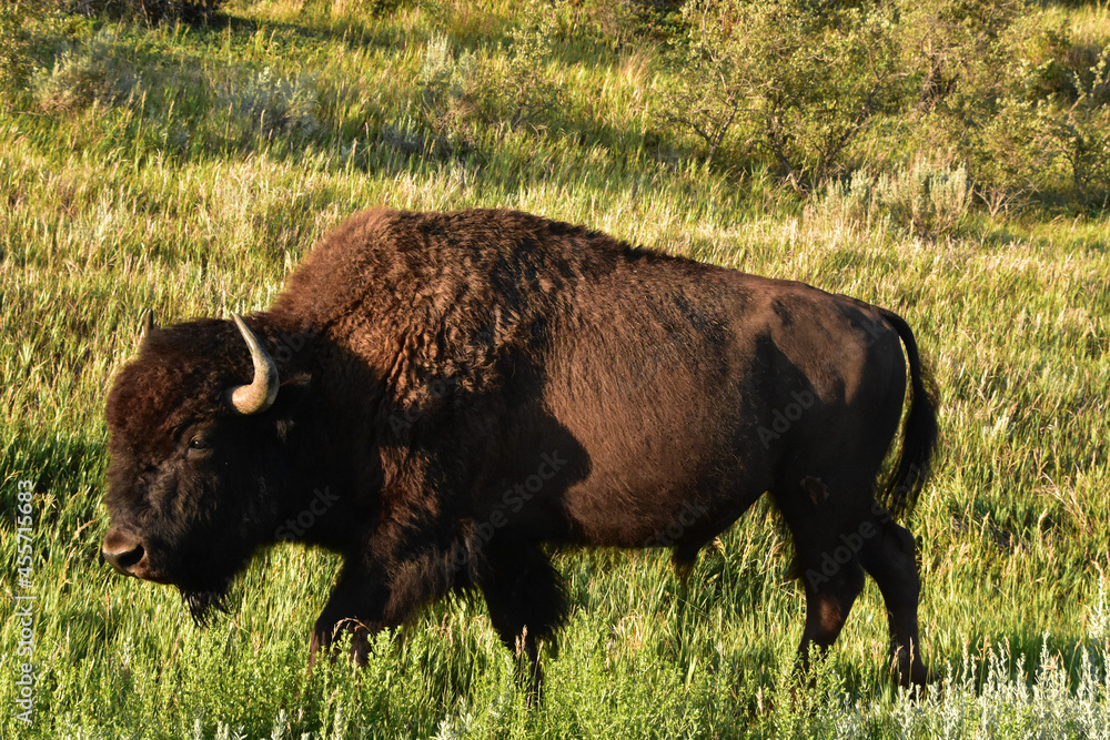 Side Profile of a Bison Walking Through a Field Side Profile of a Bison Walking Through a Field