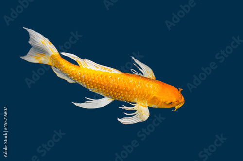 golden koi fish in dark pond background