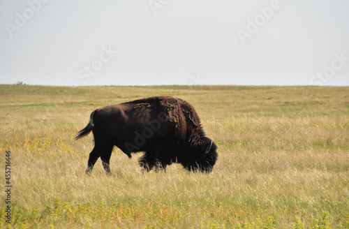American Buffalo Roaming on the Plains in South Dakota