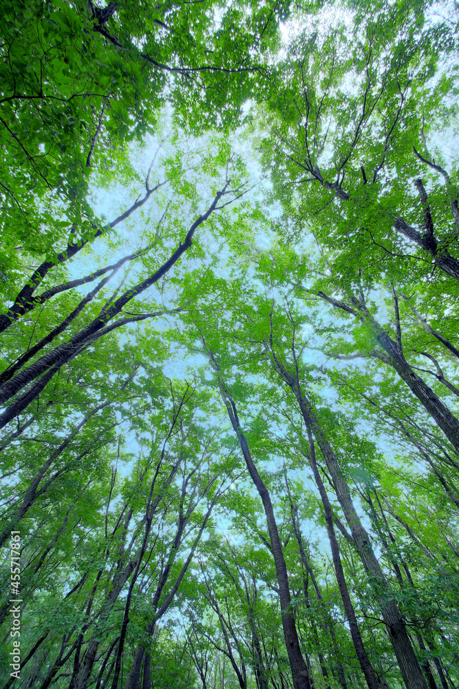 Obraz premium 新緑の広葉樹の林を見上げた青空と木洩れ日の自然,と境イメージ
