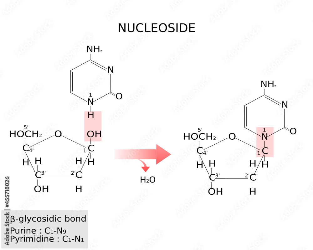 Nucleoside structure and glycosidic bond. Scientific illustration Nucleoside structure and glycosidic bond. Scientific illustration