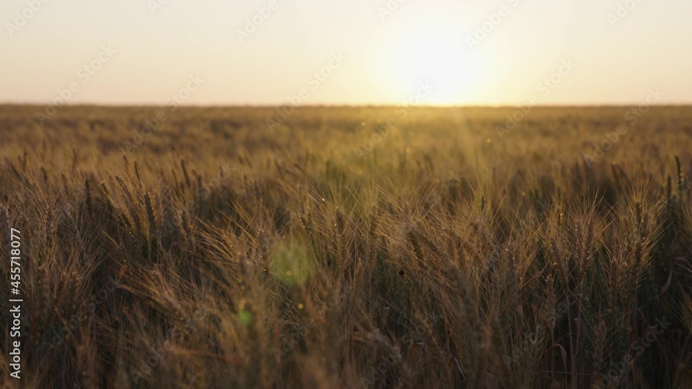 Field with ears of grain. Large harvest of wheat in summer. Environmentally friendly grain. Ears of ripe wheat on field during sunset are shaken by wind. Agribusiness, wheat harvesting agriculture.