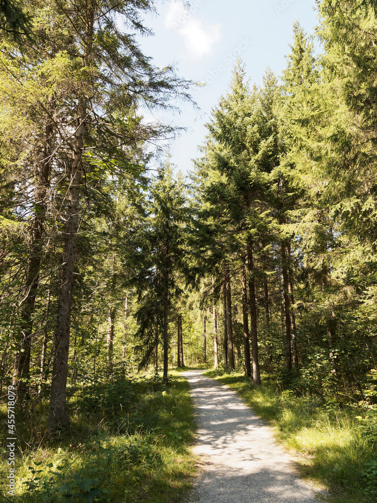 Fototapeta premium Bavarian landscape. Along the Weißach river, 'Riedlern fussweg', upstream of Wildbad and Kreuth flowing to the lake of Tegernsee in Upper Bavaria 