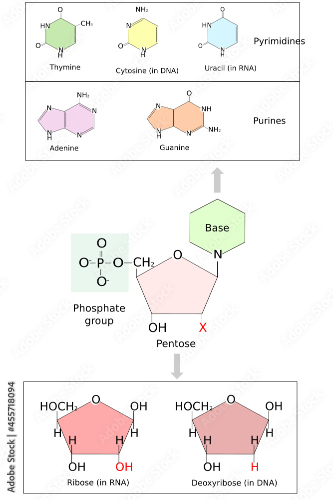 Nucleotide structure. Bases in DNA and RNA adenine, cytosine, guanine