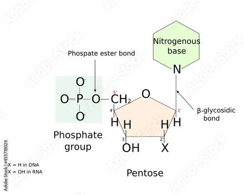 Nucleotide model and structure with chemical bonds. Scientific illustration