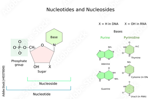Chemical structure of a nucleotide. Nitrogenous bases in DNA and RNA: adenine, cytosine, guanine,  thymine, Uracil. Phosphate group and Pentose.  photo
