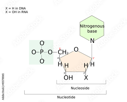 Difference between nucleotide and nucleoside. Nucleoside: sugar and base. Nucleotide: sugar, base and phosphate group photo