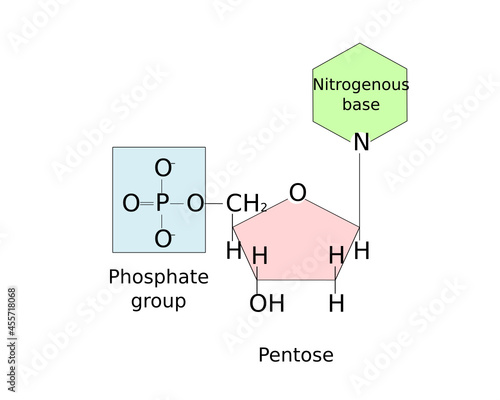 Chemical structure of nucleotide with nitrogenous base, sugar and phosphate group