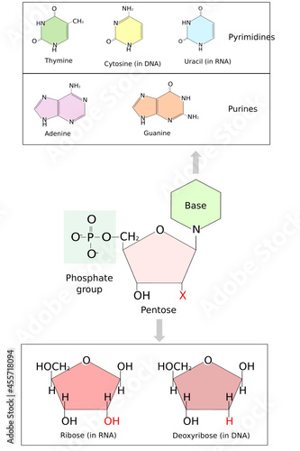 Nucleotide structure. Bases in DNA and RNA: adenine, cytosine, guanine,  thymine, Uracil. Phosphate group and Pentose. Scientific illustration photo
