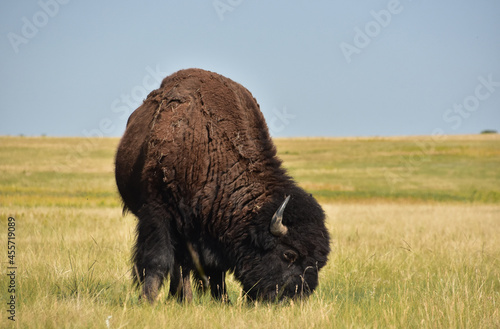 Stunning Buffalo Grazing on a Prairie in South Dakota