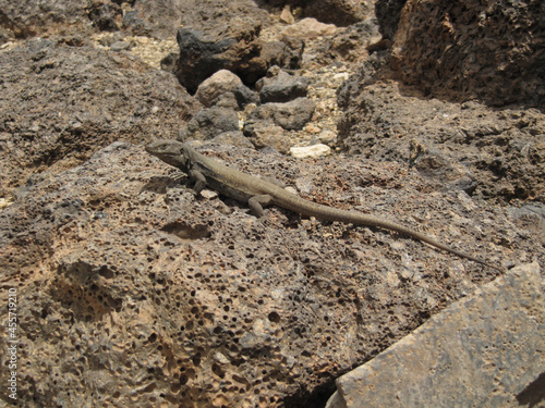 Young Gallot's lizard, Tenerife lizard, or Western Canaries lizard (Gallotia galloti ssp. galloti) above volcanic rocks